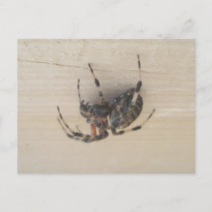 Briefkaart van Araneus Orb Web Spider