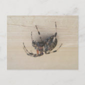 Briefkaart van Araneus Orb Web Spider (Voorkant)