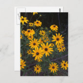 Briefkaart van Arkansas Wildflower Black-Eyed Susa (Voorkant / Achterkant)