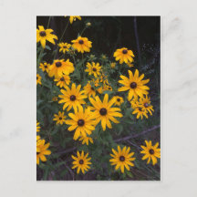 Briefkaart van Arkansas Wildflower Black-Eyed Susa