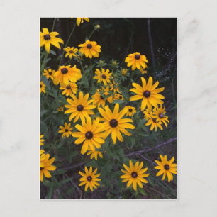 Briefkaart van Arkansas Wildflower Black-Eyed Susa