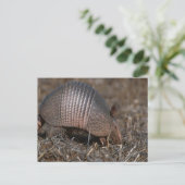 Briefkaart van Armadillo (Staand voorkant)