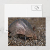 Briefkaart van Armadillo (Voorkant / Achterkant)