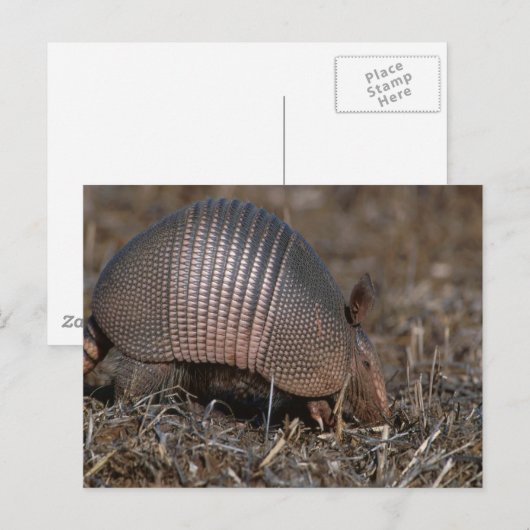 Briefkaart van Armadillo (Voorkant / Achterkant)