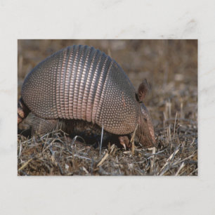 Briefkaart van Armadillo