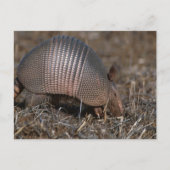 Briefkaart van Armadillo (Voorkant)
