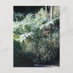 Briefkaart van Artichoke en Lavender