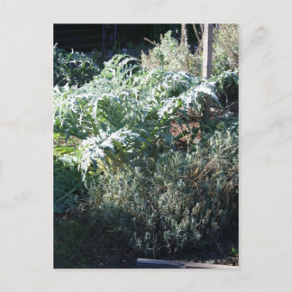 Briefkaart van Artichoke en Lavender