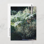 Briefkaart van Artichoke en Lavender (Voorkant / Achterkant)