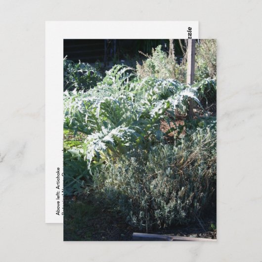 Briefkaart van Artichoke en Lavender (Voorkant / Achterkant)