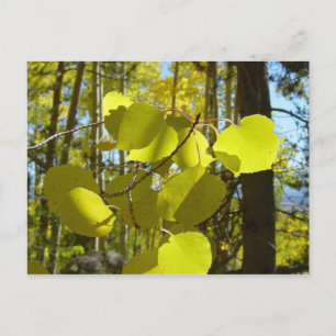 Briefkaart van Aspen leaf