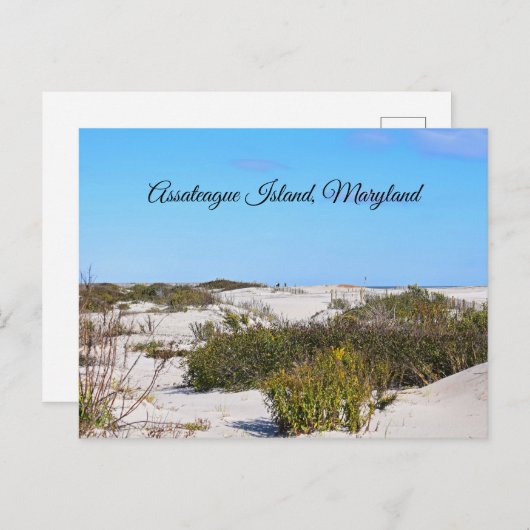 Briefkaart van Assateague (Voorkant / Achterkant)