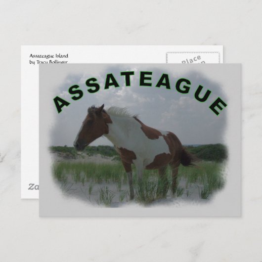Briefkaart van Assateague (Voorkant / Achterkant)