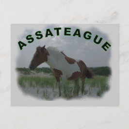 Briefkaart van Assateague