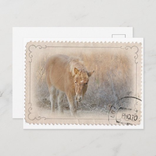 Briefkaart van Assateague (Voorkant / Achterkant)