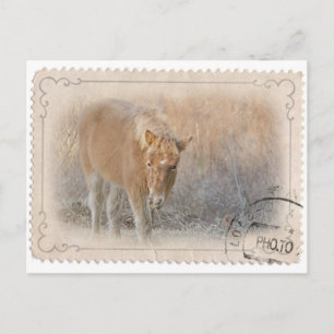 Briefkaart van Assateague