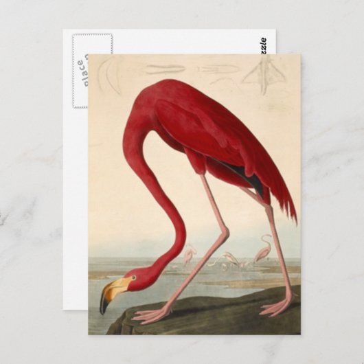 Briefkaart van Audubon's Red Flamingo (Voorkant / Achterkant)