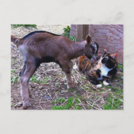 Briefkaart van baby