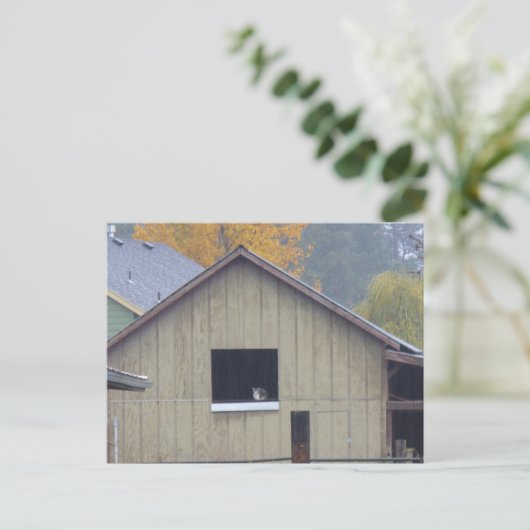 Briefkaart van Barn Kat (Staand voorkant)