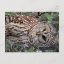 Briefkaart van Barred Owl