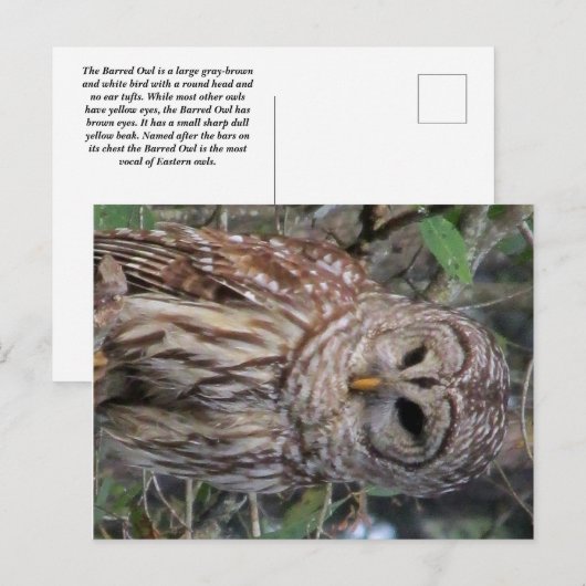 Briefkaart van Barred Owl (Voorkant / Achterkant)