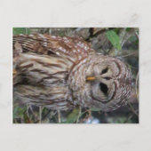 Briefkaart van Barred Owl (Voorkant)