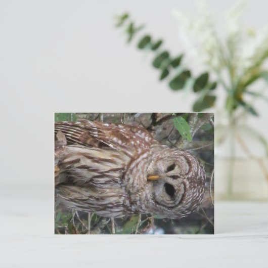 Briefkaart van Barred Owl (Staand voorkant)