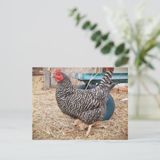 Briefkaart van Barred Rock Chicken (Staand voorkant)