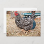 Briefkaart van Barred Rock Chicken (Voorkant / Achterkant)