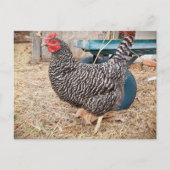 Briefkaart van Barred Rock Chicken (Voorkant)