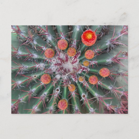 Briefkaart van Barrel Cactus (Arizona) (Voorkant)