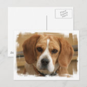 Briefkaart van beagle Afbeeldingen (Voorkant / Achterkant)