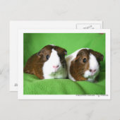 Briefkaart van Beauful Guinea Pig (Voorkant / Achterkant)