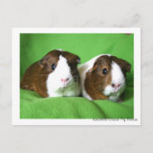 Briefkaart van Beauful Guinea Pig (Voorkant)