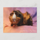 Briefkaart van Beauful Guinea Pig (Voorkant)