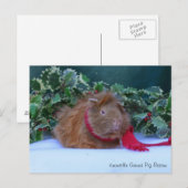 Briefkaart van Beauful Winter Guinea Pig (Voorkant / Achterkant)