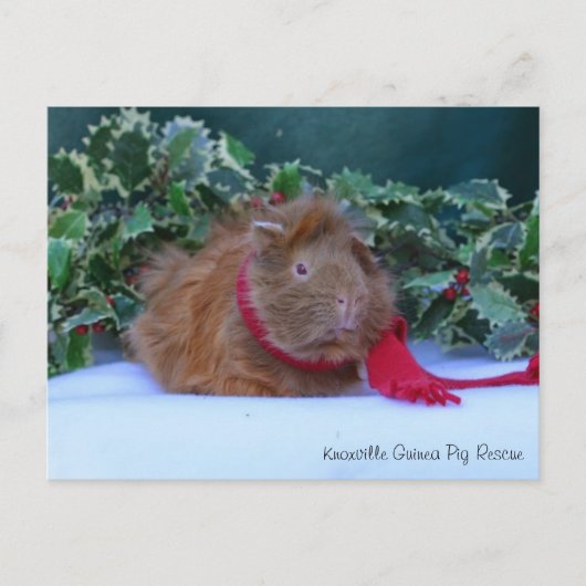 Briefkaart van Beauful Winter Guinea Pig (Voorkant)