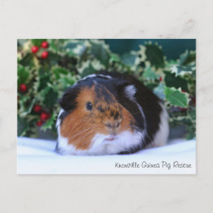 Briefkaart van Beauful Winter Guinea Pig