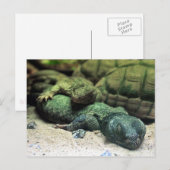 Briefkaart van Bed Buddies (Voorkant / Achterkant)