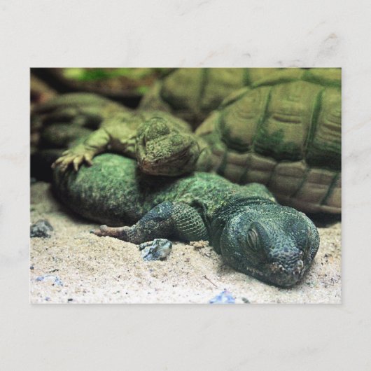 Briefkaart van Bed Buddies (Voorkant)