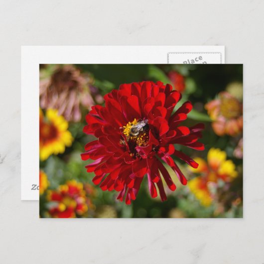 Briefkaart van Bee en Rode Zinnia (Voorkant / Achterkant)