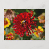 Briefkaart van Bee en Rode Zinnia (Voorkant)