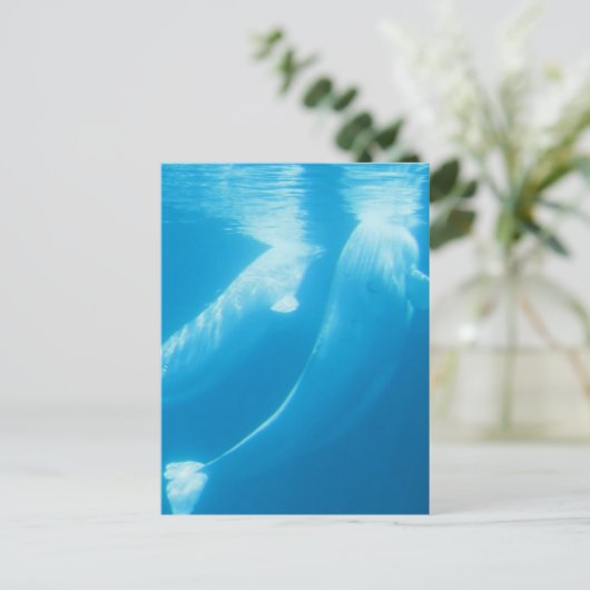 Briefkaart van Beluga Whales (Staand voorkant)