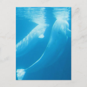 Briefkaart van Beluga Whales