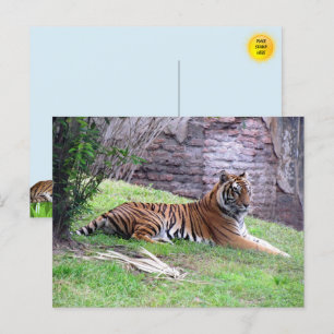 Briefkaart van Bengal Tiger