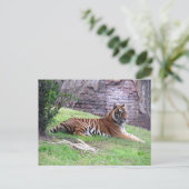 Briefkaart van Bengal Tiger (Staand voorkant)