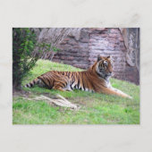 Briefkaart van Bengal Tiger (Voorkant)