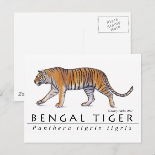 Briefkaart van Bengal Tiger (Voorkant / Achterkant)