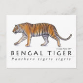 Briefkaart van Bengal Tiger (Voorkant)