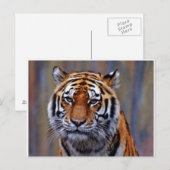 Briefkaart van Bengal Tiger (Voorkant / Achterkant)